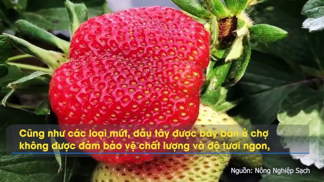 DU LỊCH ĐÀ LẠT CÓ 6 ĐIỀU TUYỆT ĐỐI KHÔNG NÊN LÀM ĐỂ CHUYẾN ĐI CHƠI KHÔNG THÀNH NỖI ÁM ẢNH