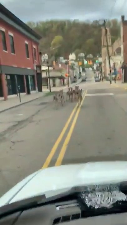 Il croise un troupeau de biches en pleine ville en Pennsylvanie