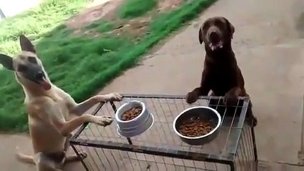 Ces chiens font leur prière  avant de manger