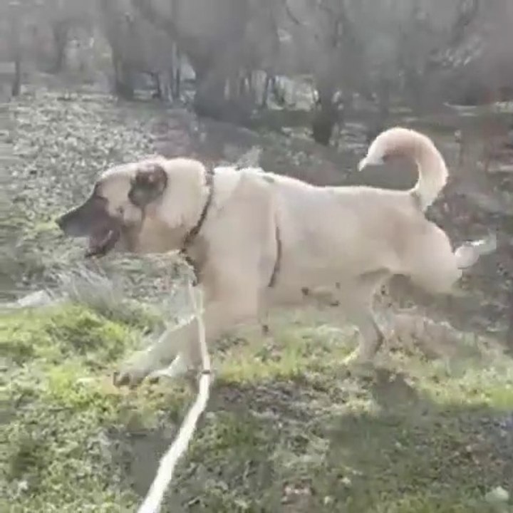 4*4 DiSi SiVAS KANGAL KOPEGi - 4*4 FAMELA KANGAL SHEPHERD DOG