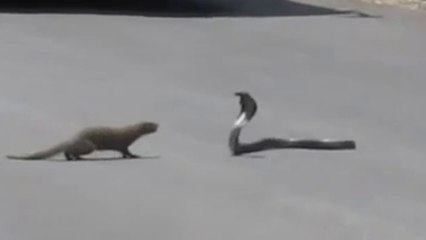snake vs mongoose real fight