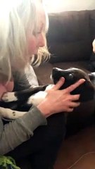 Playful Puppy Confused by Mom's Playing