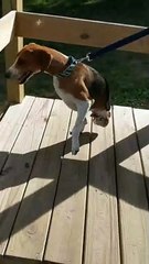 Two-Legged Dog Masters the Stairs, Swimming, and Running