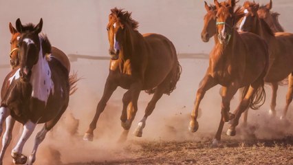 Top 10 Fastest Horse Breeds in the World
