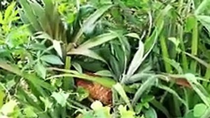 13 Biggest Fruits & Vegetables Ever Created!