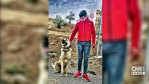 Çoban köpeklerini sıpaya saldırtan genç serbest kaldı