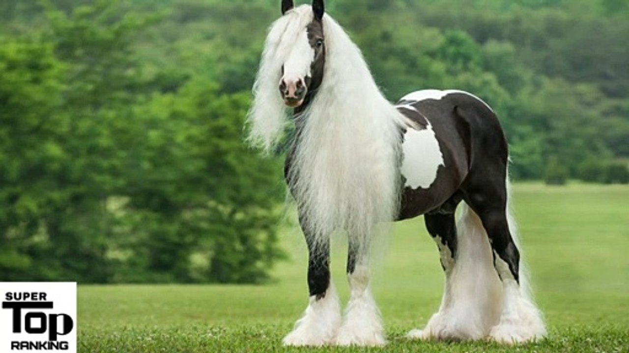 Top 5 World’s Best Horse Breeds Of 2020