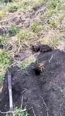 Blowing Up Gopher Holes