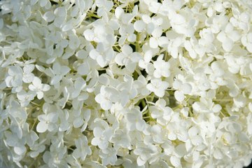 'Annabelle' Is the Showiest Hydrangea of All