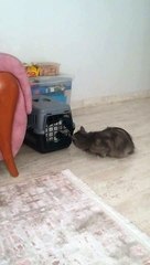 kedilerin atışması