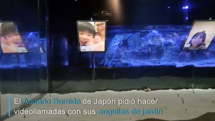 Videollamadas con anguilas en un acuario de Japón