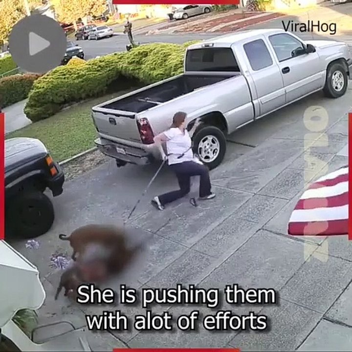 Ansızın saldırısa, köpek ve timsah