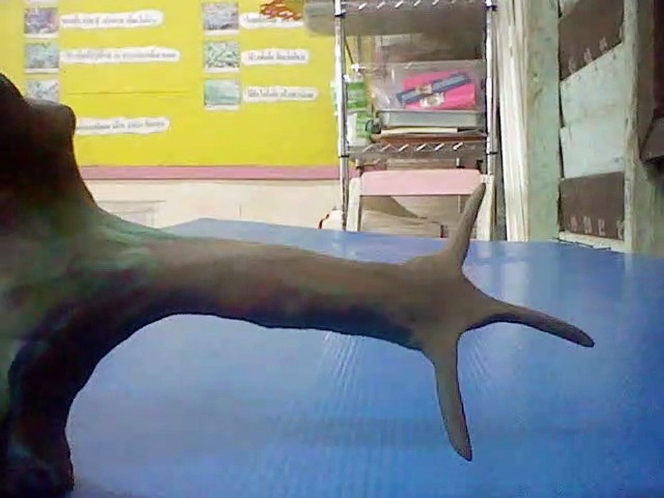 Project Claymation Alien-Task Phobia Type-R Transformation and Morphing Conceptual Build 06