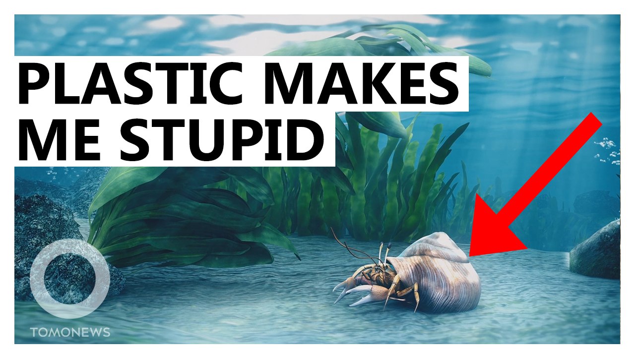 Microplastics Disrupt Hermit Crabs' Ability to Choose Shells