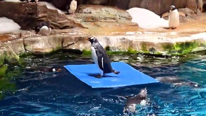 Penguins stay chill during pandemic at Hong Kong's Ocean Park