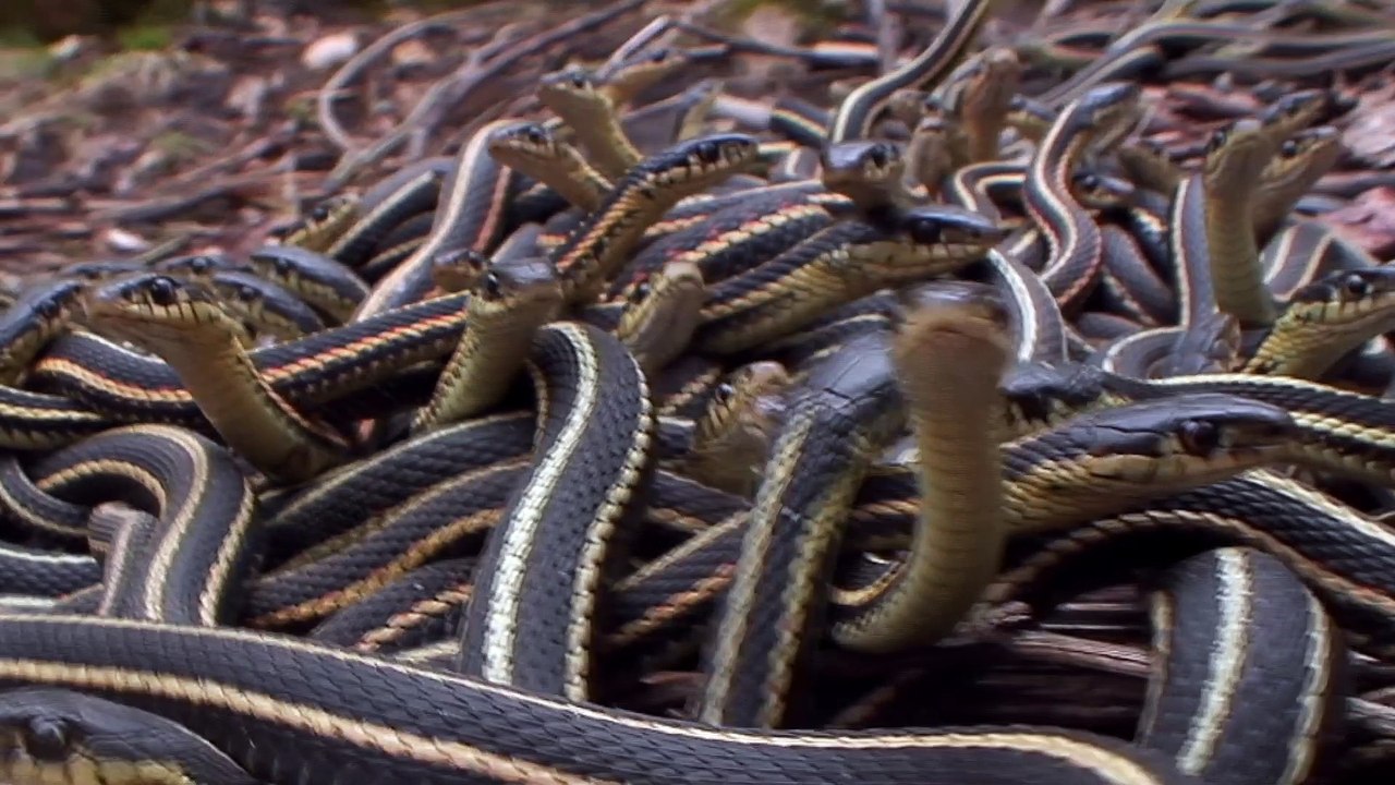 Wild Canada - Trailer