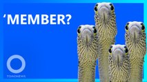 Japanese Aquarium Wants You to Video Chat Eels
