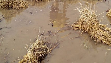 VIDEO: Heavy rainfall lash Rajasthan, 3 dead
