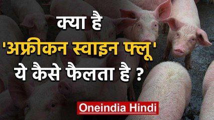 African Swine Flu क्या है जो Assam में दे चुका है दस्तक, इंसानों को खतरा है? | वनइंडिया हिंदी