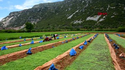 Tütün üreticileri hayalleri için tarlada