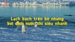 THIÊN NHIÊN CẬN CẢNH: Cánh cụt Adélie - hot chim ở Nam Cực