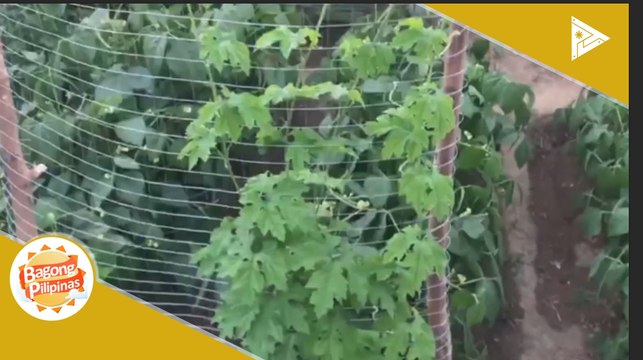 #BeatCoVID-19: Tamang paraan ng pagtatanim ng kamatis