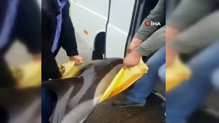 Kıyıya vuran yaralı yunusu böyle kurtardılar