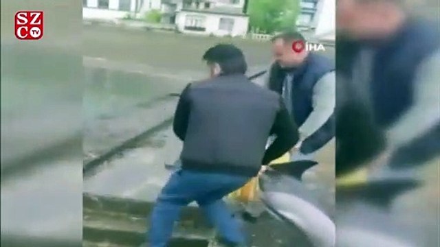 Kıyıya vuran yaralı yunusu kurtarma çabası kamerada