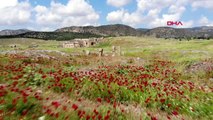 Hierapolis Antik Kenti'nde çiçeklerle görsel şölen