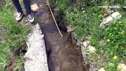 Nesli tükenmekte olan onlarca benekli semender ölü bulundu