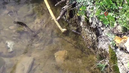 Nesli tükenmekte olan onlarca benekli semender ölü bulundu