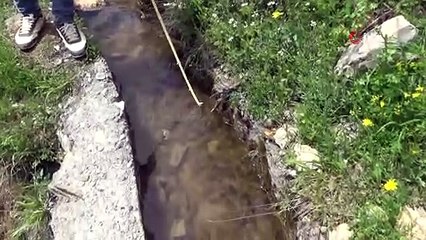Nesli tükenmekte olan onlarca benekli semender ölü bulundu