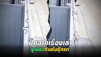 เปิดคลิประทึก ตุ๊กแก ปะทะ งูเขียว ยุติตำนานโบราณ