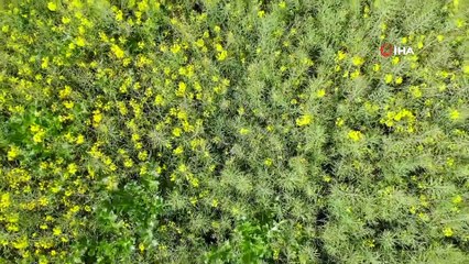 Kanola Bahçeleri Kartpostallık Görüntüler Oluşturdu