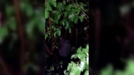 Polisten kaçan kumar şüphelisi ağaçta yakalandı