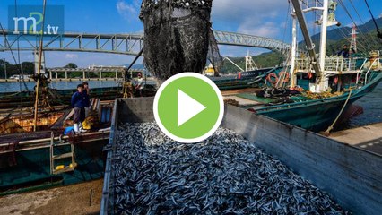 ✅El sector pesquero pide al Gobierno que detenga el plan de gestión de pesca | Merca2.es | 05.05.20