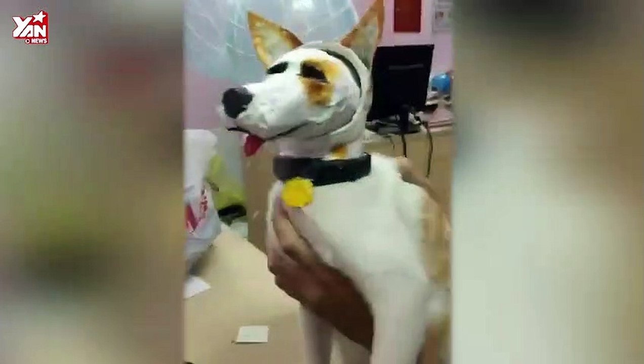 Bạn thích nuôi chó nhưng bố mẹ lại bắt nuôi mèo