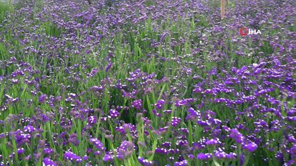 Hem anneler sevinecek hem de çiçek üreticileri