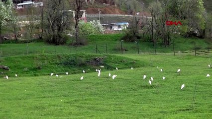 Beytüşşebap'ta ilk kez sığır balıkçılı kuş türü görüntülendi