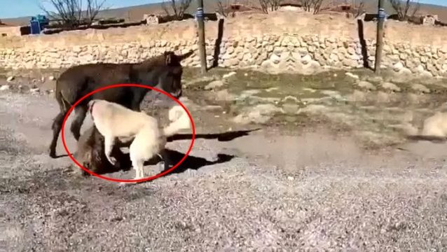 Yanında yavrusu köpeklere parçalatılan eşek yeni yuvasına yerleştirildi