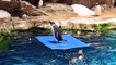 Hong Kong penguins chill during pandemic while carers work overtime