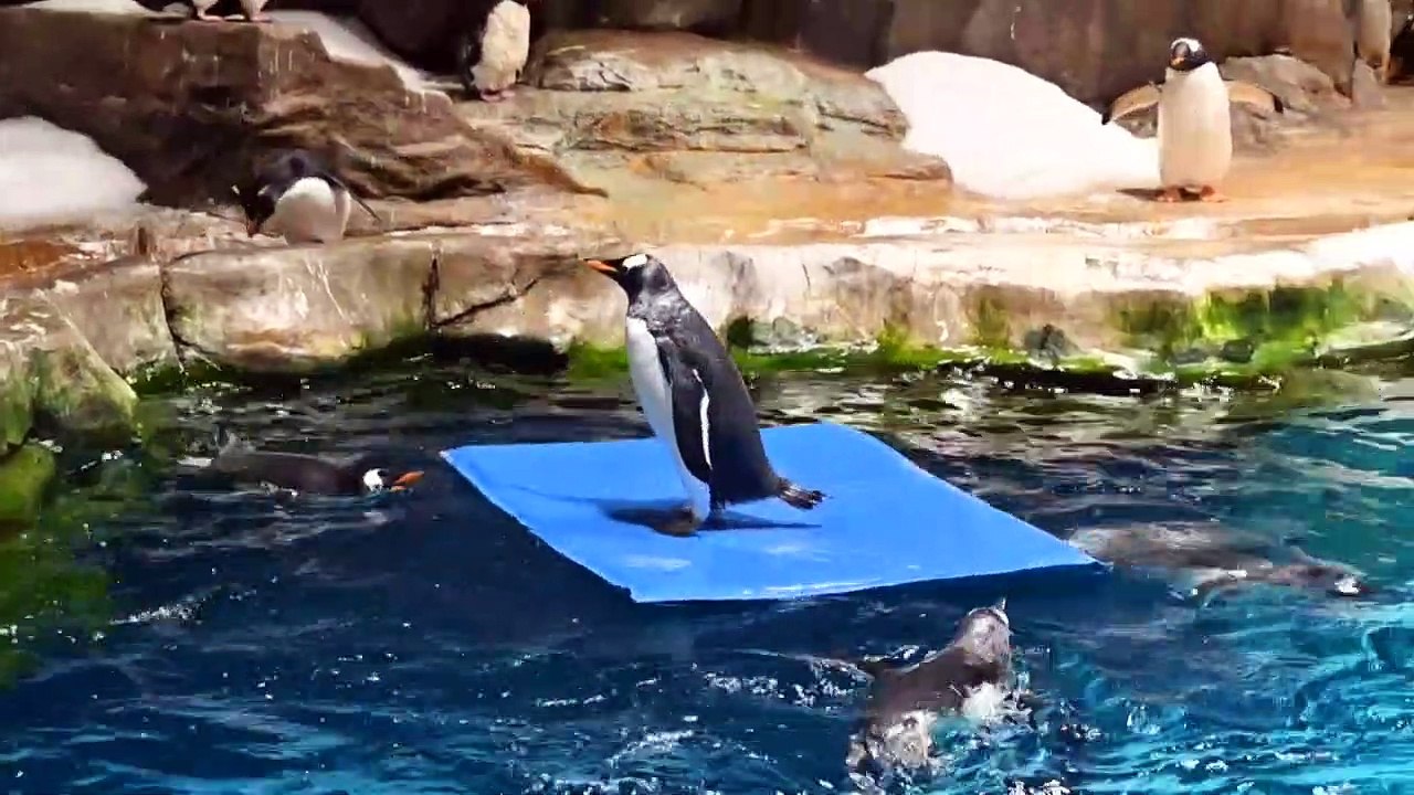 Hong Kong penguins chill during pandemic while carers work overtime