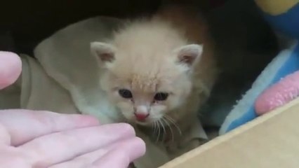 Most Cutest Kittens Video Compilation || Most Adorable Cutest Kittens Videos Compilation #02