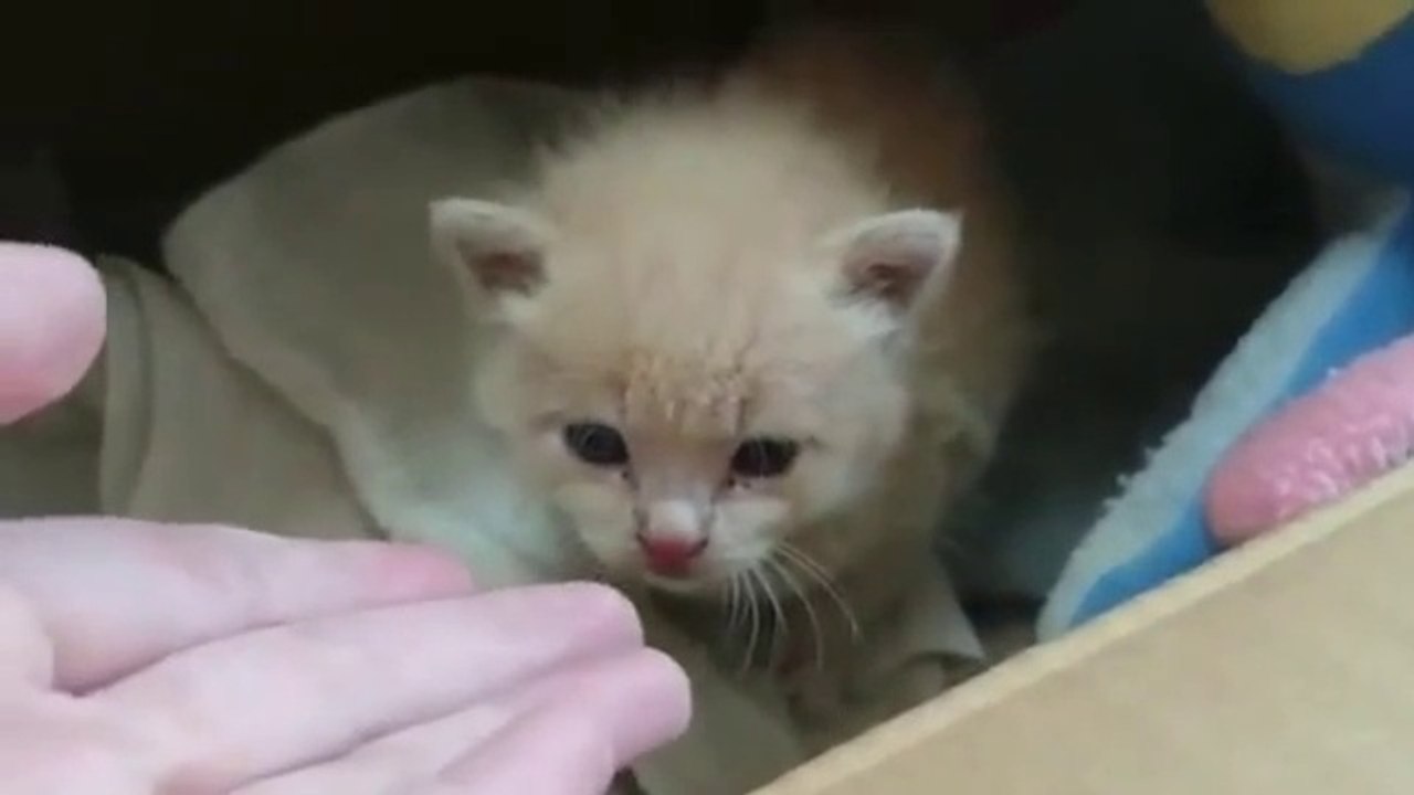 Most Cutest Kittens Video Compilation || Most Adorable Cutest Kittens Videos Compilation #02