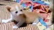 Most Cutest Kittens Video Compilation || Most Adorable Cutest Kittens Videos Compilation #03