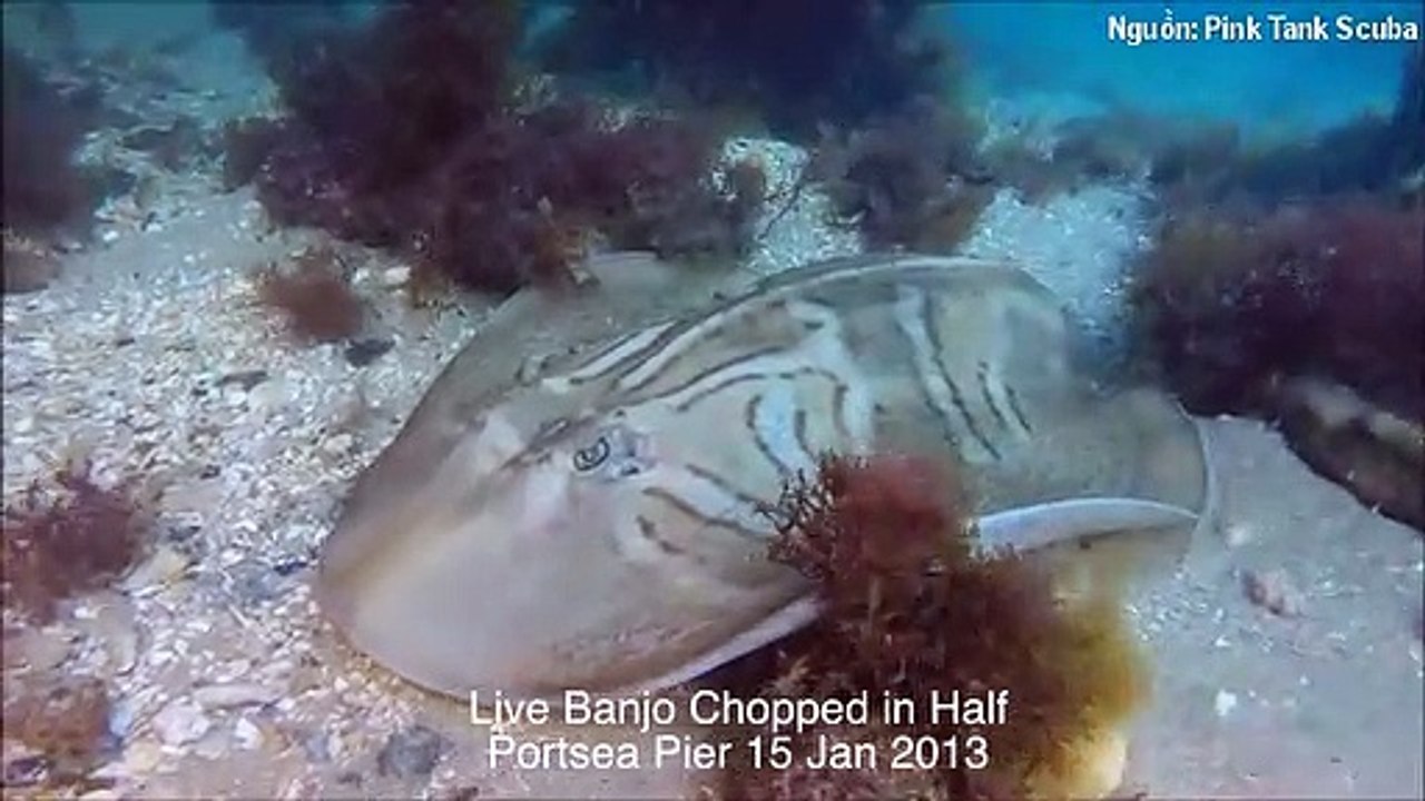 Phát hiện hàng loạt sinh vật bị chẻ đôi đầu dưới biển, thợ lặn tìm hiểu nguyên nhân và phát hiện sự thật kinh hoàng