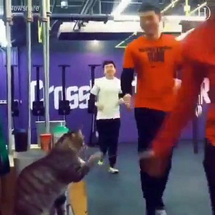 Cette vidéo montrant ces animaux imitant les hommes vous redonnera surement le sourire.