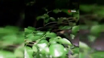 Kumar oynarken basıldı karanlıkta saklanmak için ağaca çıktı