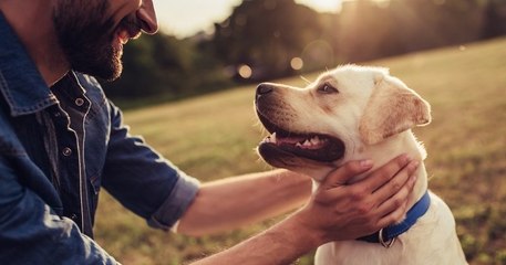 La SPA a sauvé 400 animaux de l'euthanasie grâce à son dispositif d'adoption sans contact