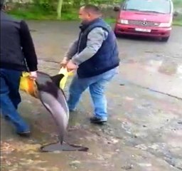 Kıyıya vuran yaralı yunusu kurtarma çabası kamerada